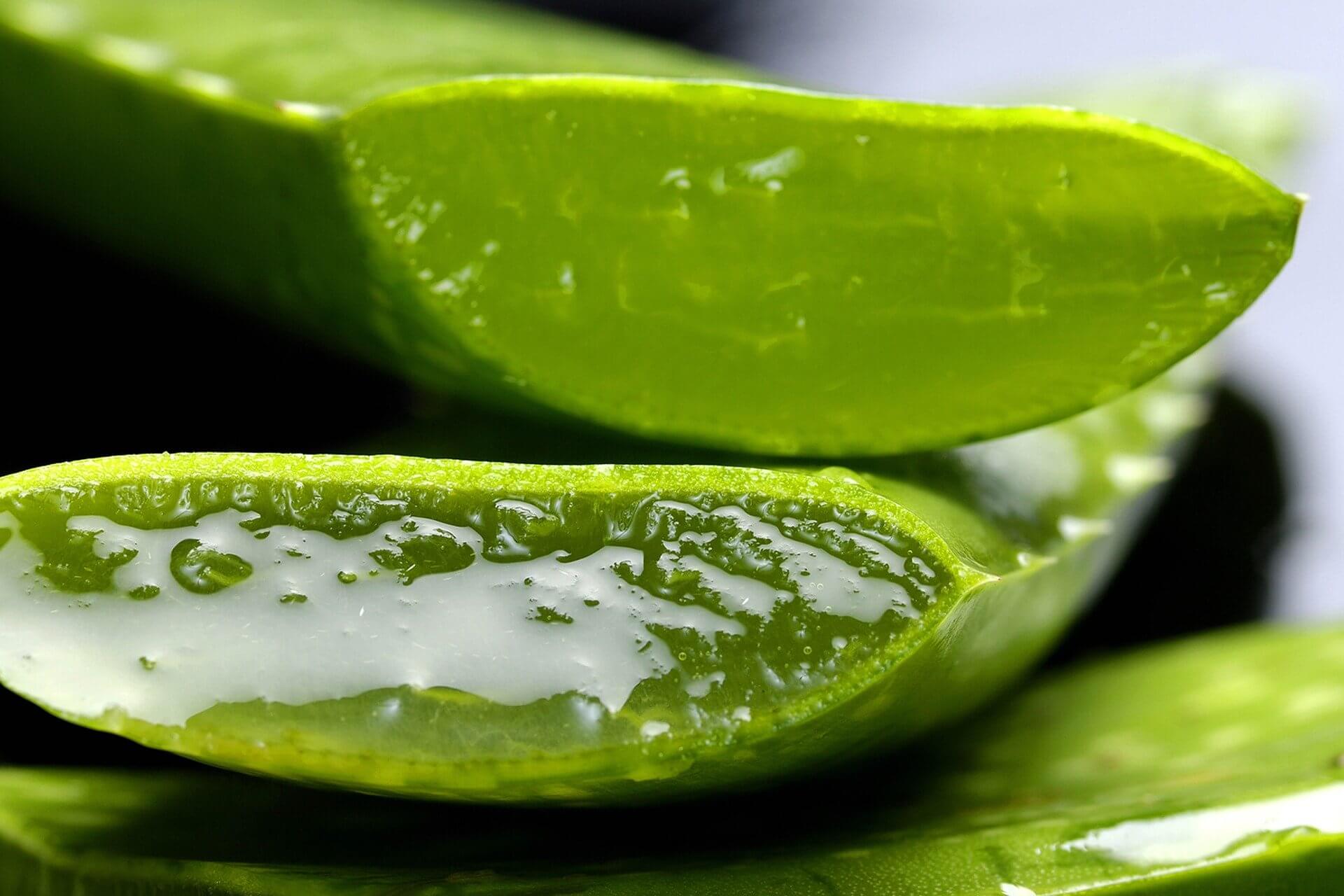 aloe vera pour la peau contre le froid