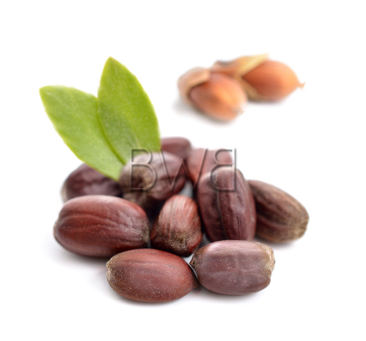 graines de jojoba